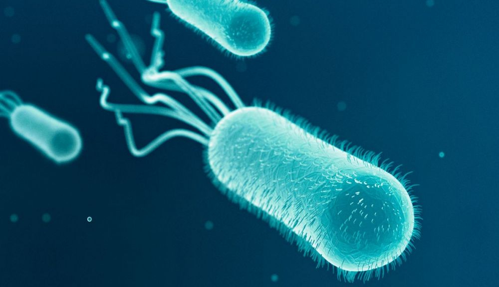 La E. coli es uno de los patógenos más mortíferos. La E. coli es uno de los patógenos más mortíferos.
