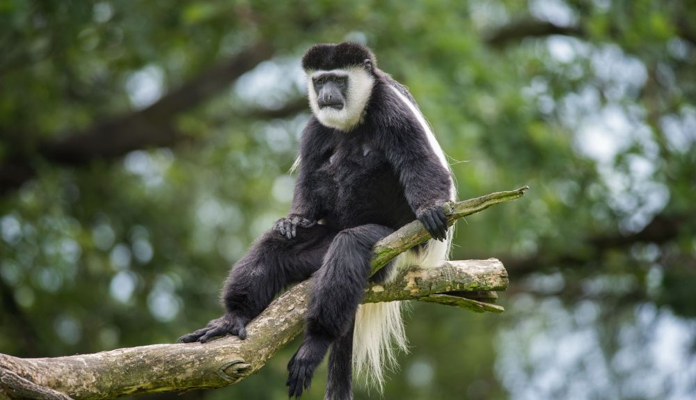 En Guinea, se puede disfrutar de una fauna exótica. En Guinea, se puede disfrutar de una fauna exótica.