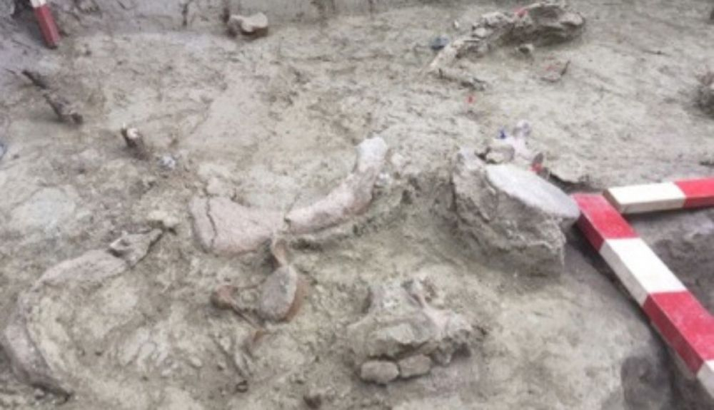 Acumulación de restos fósiles de gonfoterios descubiertos durante el proceso de excavación. Acumulación de restos fósiles de gonfoterios descubiertos durante el proceso de excavación.