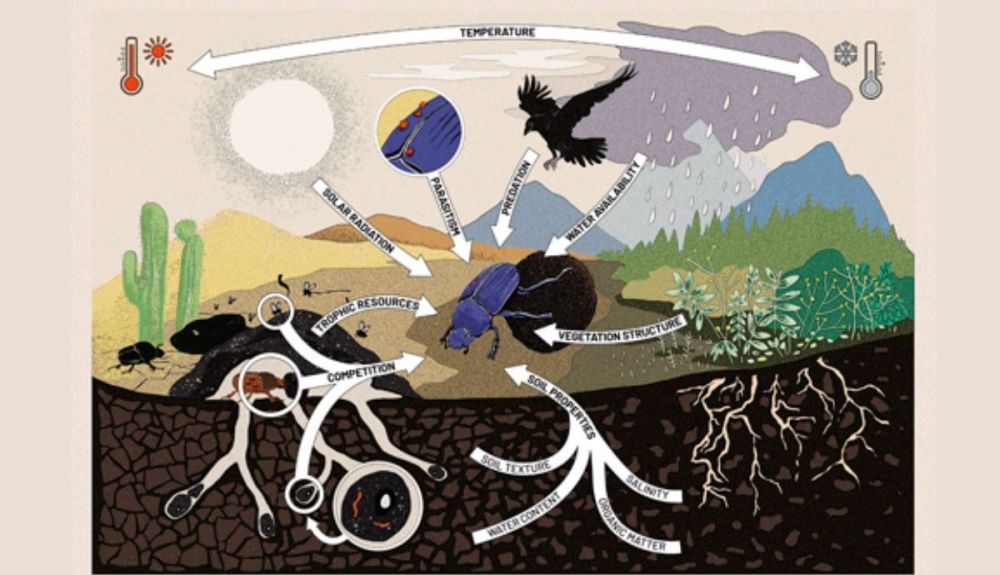 Ilustración de los rasgos respuesta de los escarabajos peloteros. Ilustración de los rasgos respuesta de los escarabajos peloteros.
