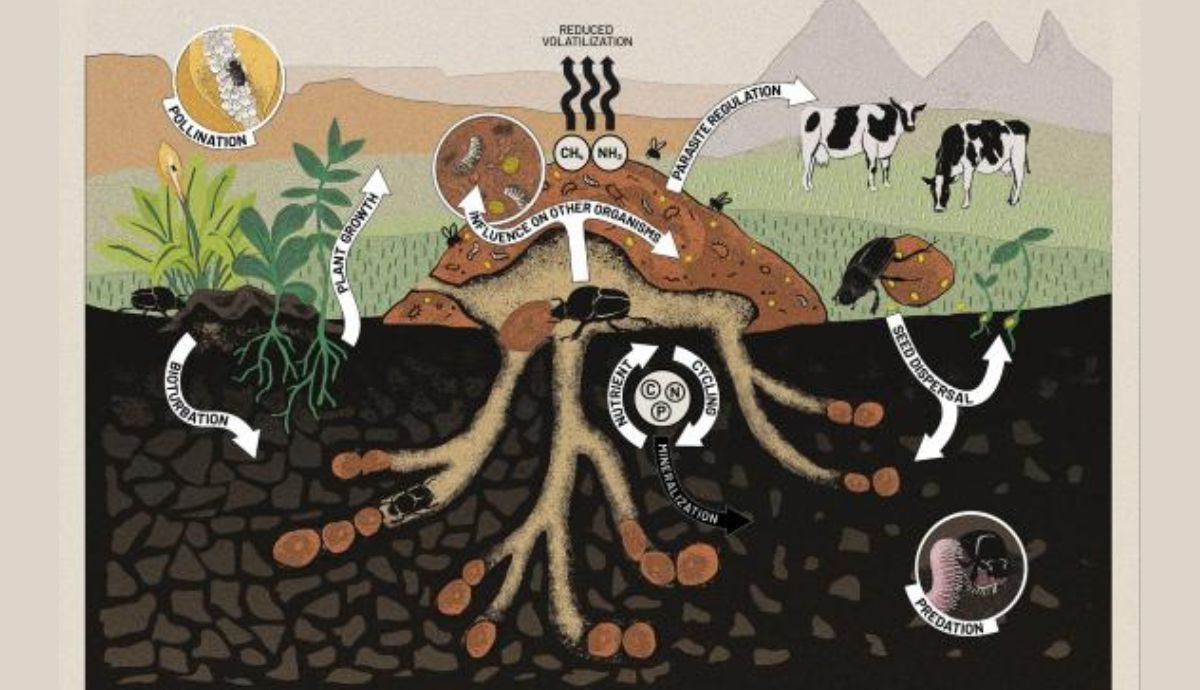 Ilustración de los rasgos efectos de los escarabajos peloteros.