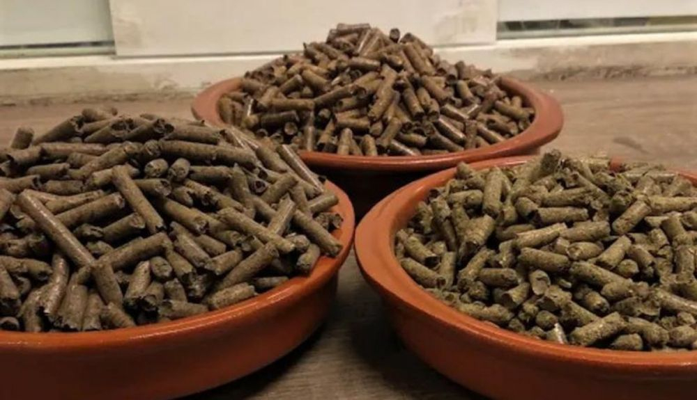 Pellets fabricados de especies vegetales no comerciales. De izquierda a derecha, tojo, podas de vid y podas de kiwi. Pellets fabricados de especies vegetales no comerciales. De izquierda a derecha, tojo, podas de vid y podas de kiwi.