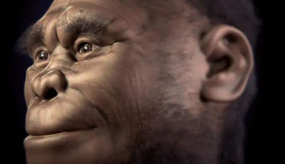 Homo floresiensis, una antigua especie humana que sorprendió a todos.