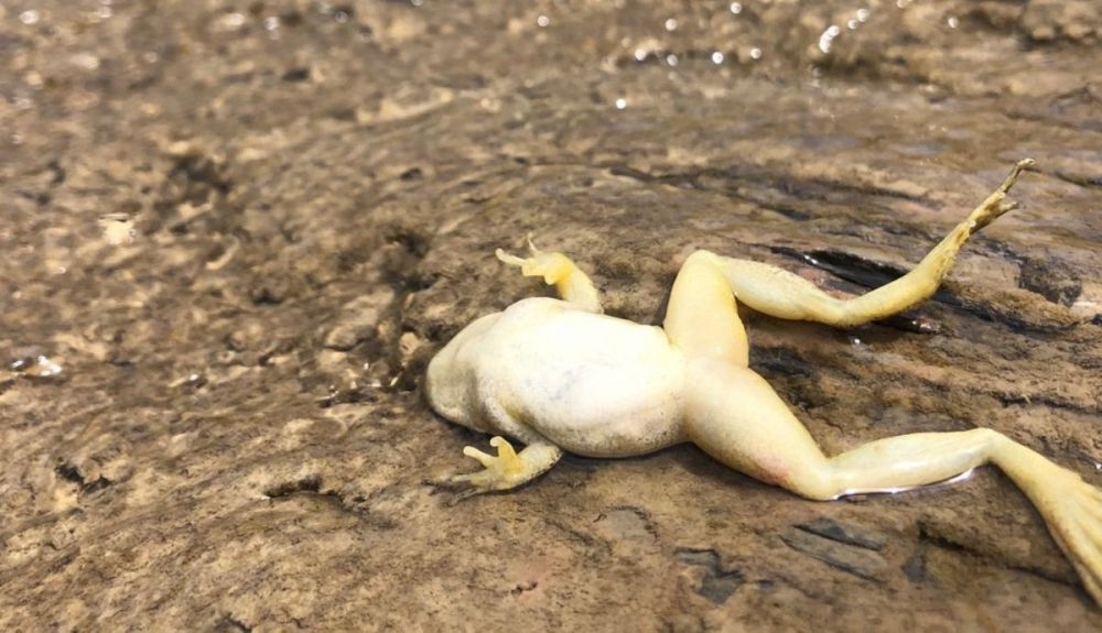 La mortandad de estos animales agrava la actual crisis de la biodiversidad. La mortandad de estos animales agrava la actual crisis de la biodiversidad.