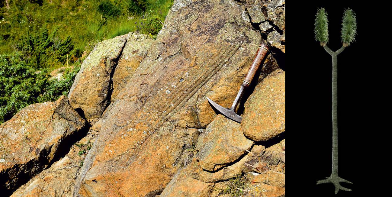 Tronco fosilizado de Sigillaria brardii en los Pirineos y recreación artística de esta planta del Carbonífero.