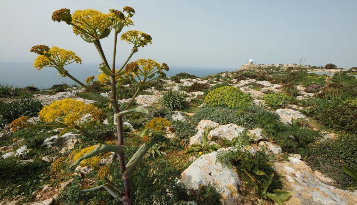 El silfio puede haberse parecido a este fennen gigante, conocido como Ferula Communis.