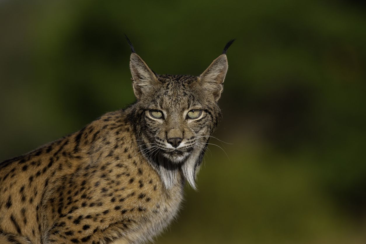 El Día Internacional del Lince Ibérico se celebra cada 12 de diciembre desde 2015.