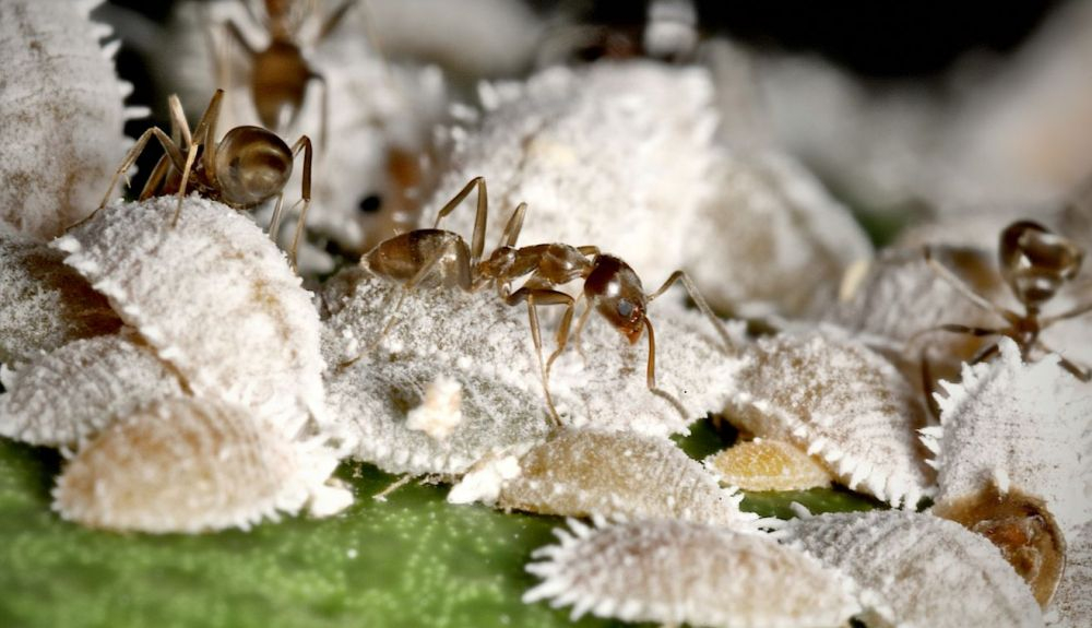 La falta de voluntad de las hormigas argentinas para exponerse al peligro cuando están debilitadas por el hambre podría darles una ventaja competitiva sobre otras especies. La falta de voluntad de las hormigas argentinas para exponerse al peligro cuando están debilitadas por el hambre podría darles una ventaja competitiva sobre otras especies.