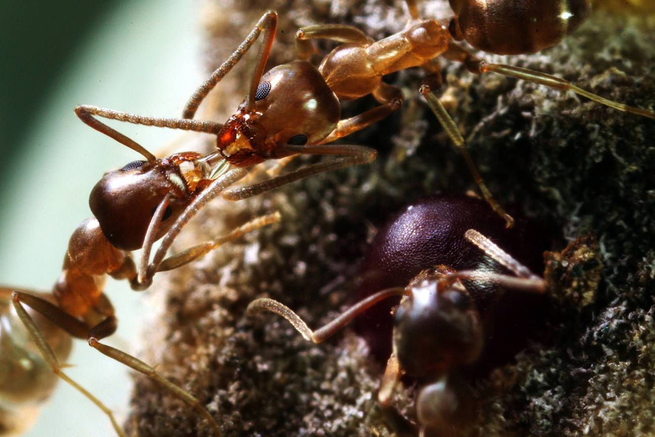 Hormigas argentinas (Linepithema humile) transfiriendo fluidos cerca de un nectario extrafloral.