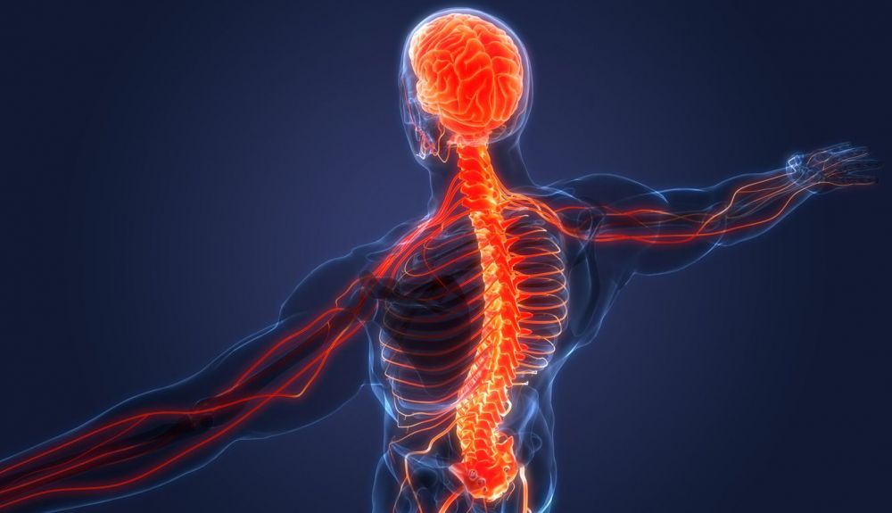 Se cree que esta enfermedad puede ser el resultado de una respuesta incorrecta en el cerebro y la médula espinal. Se cree que esta enfermedad puede ser el resultado de una respuesta incorrecta en el cerebro y la médula espinal.
