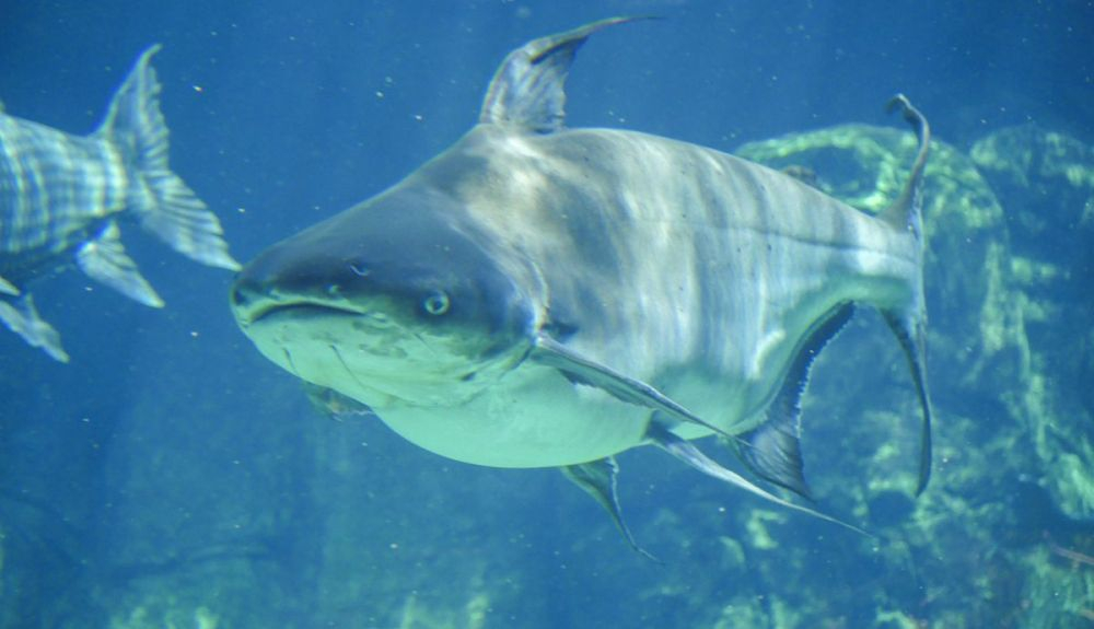 El bagre gigante del Mekong (Pangasianodon gigas) es una especie grande y amenazada. El bagre gigante del Mekong (Pangasianodon gigas) es una especie grande y amenazada.