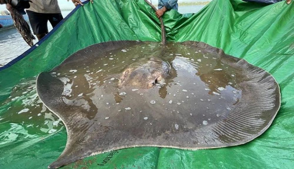 La raya gigante encontrada en el río Menkong. La raya gigante encontrada en el río Menkong.