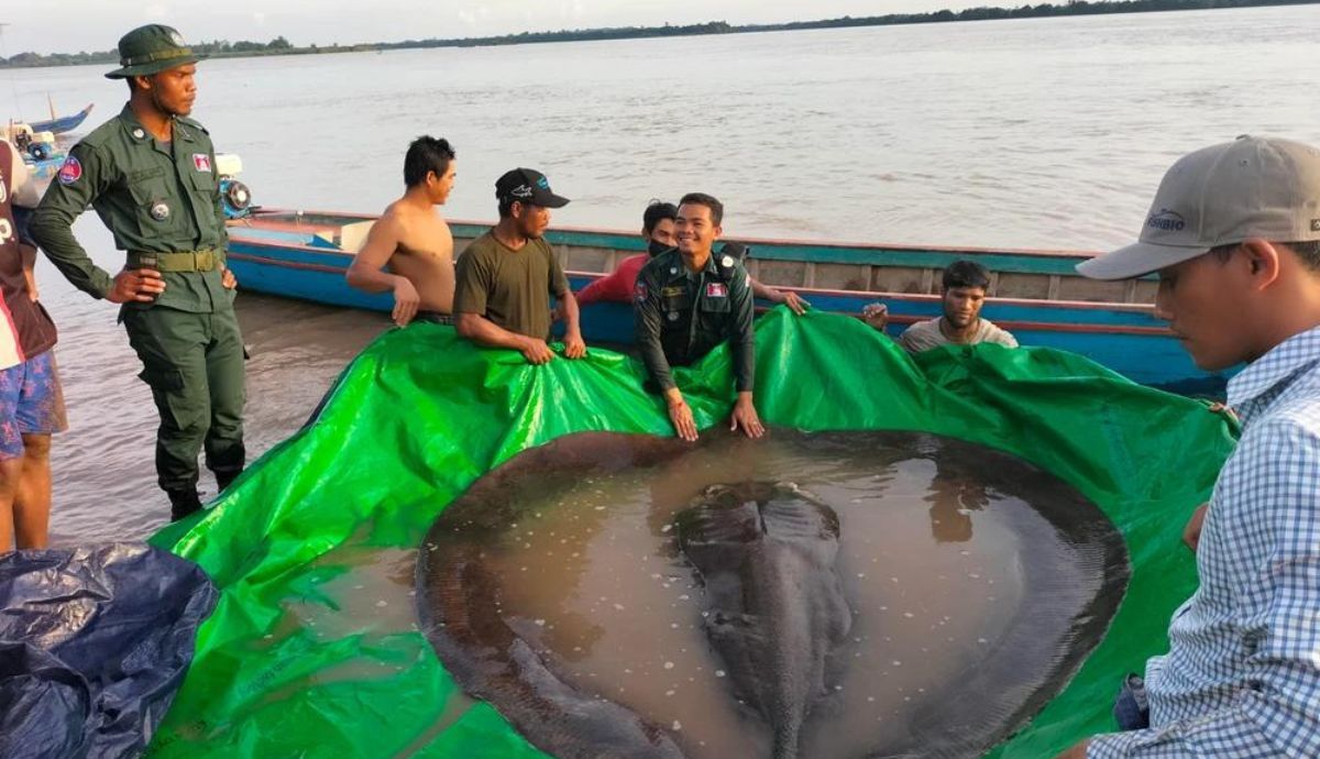 Esta raya gigante encabeza la lista de los peces de agua dulce más grandes del planeta.
