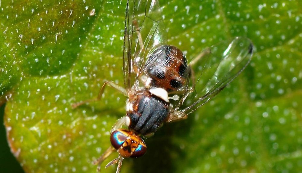 Bactrocera oleae sobre una hoja.