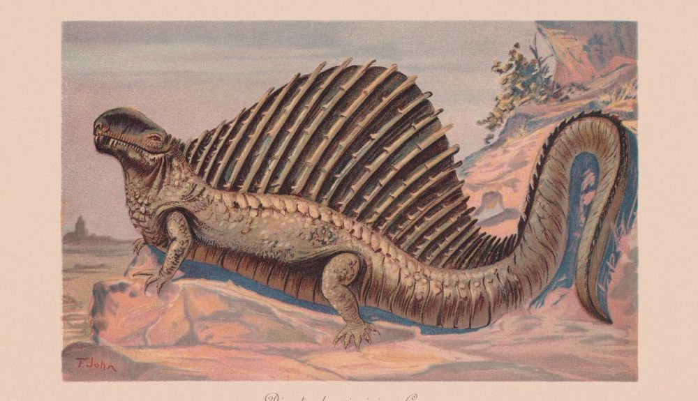 Dimetrodon incisivus, del Pérmico temprano. Dimetrodon incisivus, del Pérmico temprano.