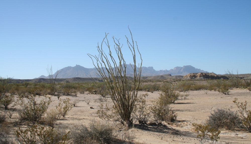 El Desierto de Chihuahua recibe menos de 228 milímetros de lluvia al año. wikipedia. El Desierto de Chihuahua recibe menos de 228 milímetros de lluvia al año. wikipedia.
