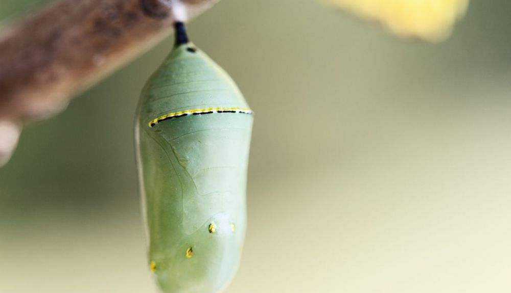 La larva se convierte en un capullo sedoso durante el proceso de la metamorfosis. La larva se convierte en un capullo sedoso durante el proceso de la metamorfosis.