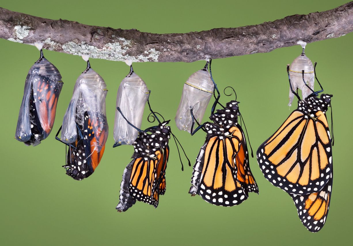 Durante el proceso de la metamorfosis, intervienen dos hormonas.