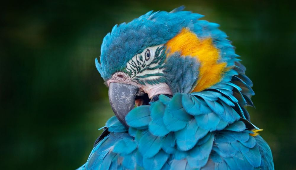 Los investigadores entrenaron a tres guacamayos de barba azul. Los investigadores entrenaron a tres guacamayos de barba azul.
