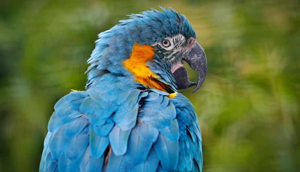 Estos loros son endémicos de una pequeña área del centro norte de Bolivia.