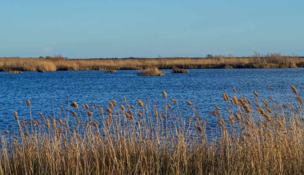 Este proyecto se ha puesto en marcha en el entorno de las lagunas del Prat de Cabanes (Castellón). Este proyecto se ha puesto en marcha en el entorno de las lagunas del Prat de Cabanes (Castellón).