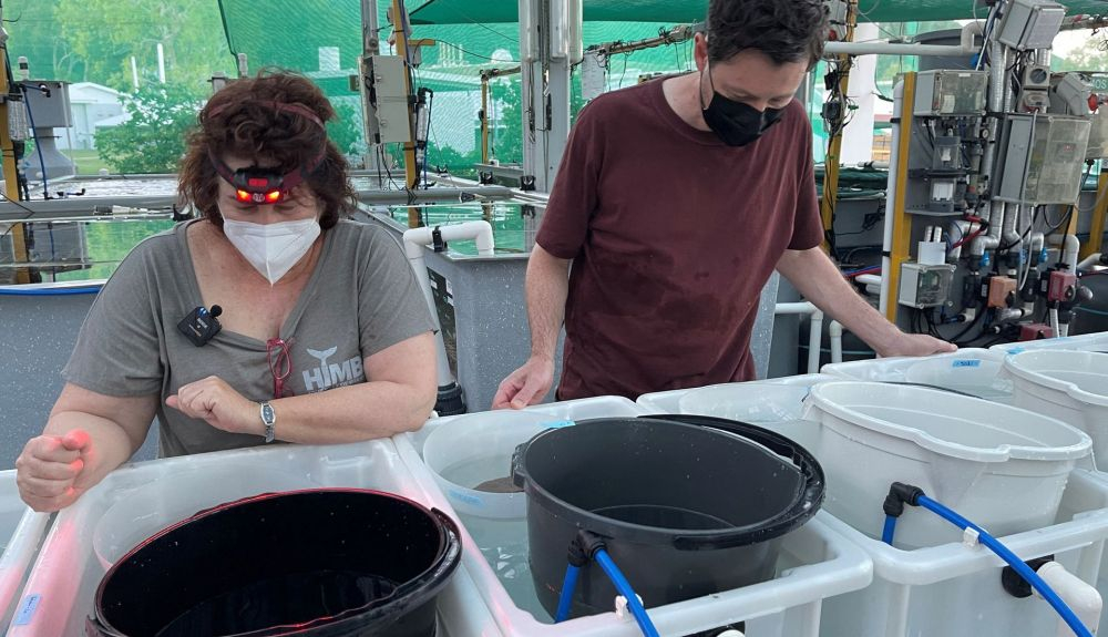 Investigadores trabajando en este trabajo sobre la conservación de corales. Investigadores trabajando en este trabajo sobre la conservación de corales.