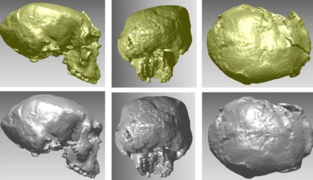 Reconstrucción virtual del cráneo de Yunxian II science.