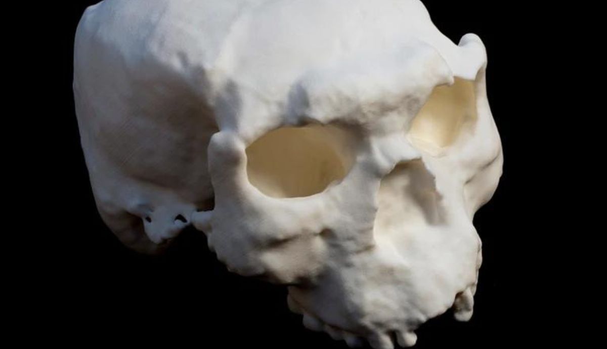 Reconstrucción en 3D del segundo cráneo, descubierto hace tres décadas y llamado Yunxian 2.