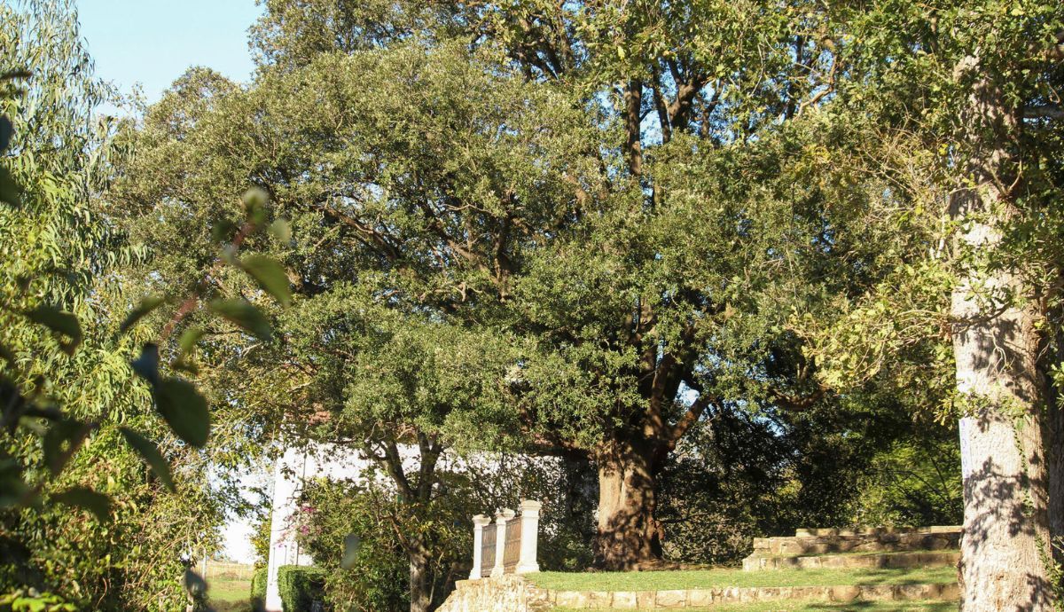 La encina ha sido designada merjo árbol de 2023 en España.