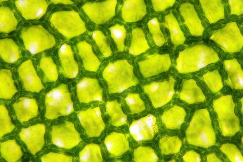 El uso de una impresora 3D para la bioimpresión de células vegetales proporciona una forma reproducible de estudiar la comunicación celular.