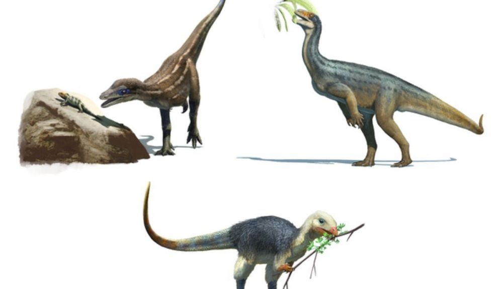 Los científicos analizaron los dientes de 11 dinosaurios primitivos para investigar los tipos de alimentos que probablemente comían. Los científicos analizaron los dientes de 11 dinosaurios primitivos para investigar los tipos de alimentos que probablemente comían.