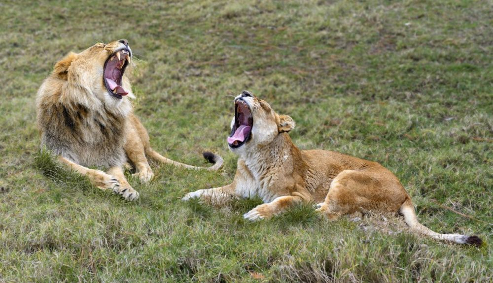 Los leones bostezan con bastante frecuencia, concentrando los bostezos en cortos períodos de tiempo. Los leones bostezan con bastante frecuencia, concentrando los bostezos en cortos períodos de tiempo.
