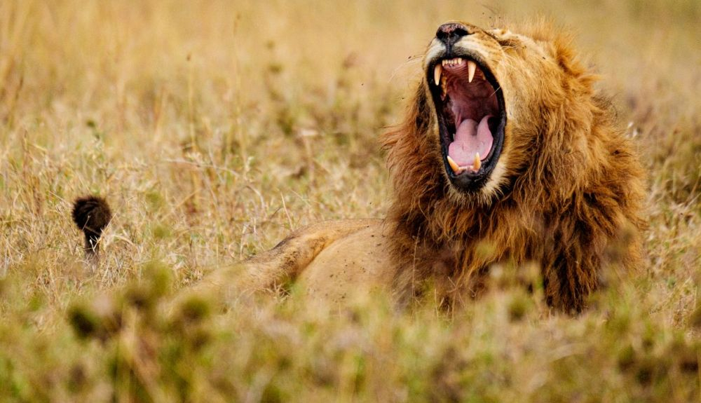 El bostezo es uno de los comportamientos más misteriosos de los animales. El bostezo es uno de los comportamientos más misteriosos de los animales.