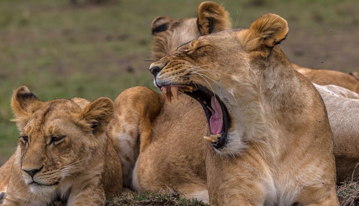 El bostezo de los leones puede ser una señal social sutil que ayuda al grupo a moverse juntos.