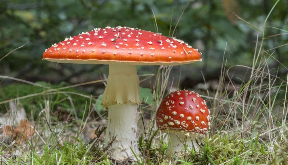 La Amanita muscaria es conocida pos su poder alucinógeno y tóxico. La Amanita muscaria es conocida pos su poder alucinógeno y tóxico.