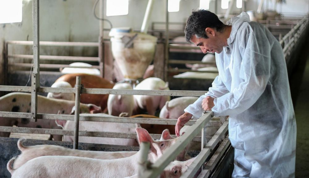 Estos animales se alimentan fundamentalmente a base de pienso. Estos animales se alimentan fundamentalmente a base de pienso.