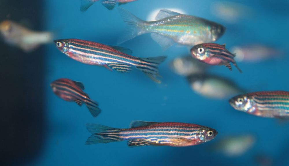 Los científicos crearon peces cebra mutantes. Los científicos crearon peces cebra mutantes.