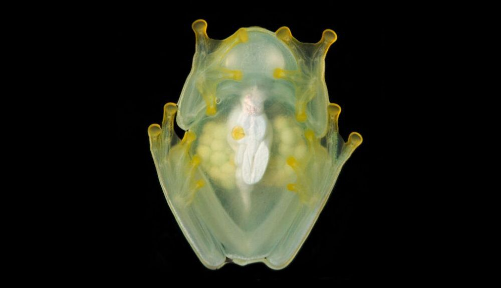 Esta rana de cristal hembra dormida guarda la mayor parte de sus glóbulos rojos mientras duerme. Esta rana de cristal hembra dormida guarda la mayor parte de sus glóbulos rojos mientras duerme.