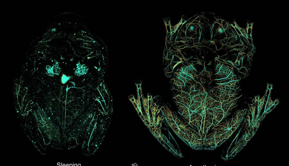 Imágenes de microscopía fotoacústica que muestran los glóbulos rojos circulantes dentro de una rana de cristal dormida y bajo anestesia Imágenes de microscopía fotoacústica que muestran los glóbulos rojos circulantes dentro de una rana de cristal dormida y bajo anestesia