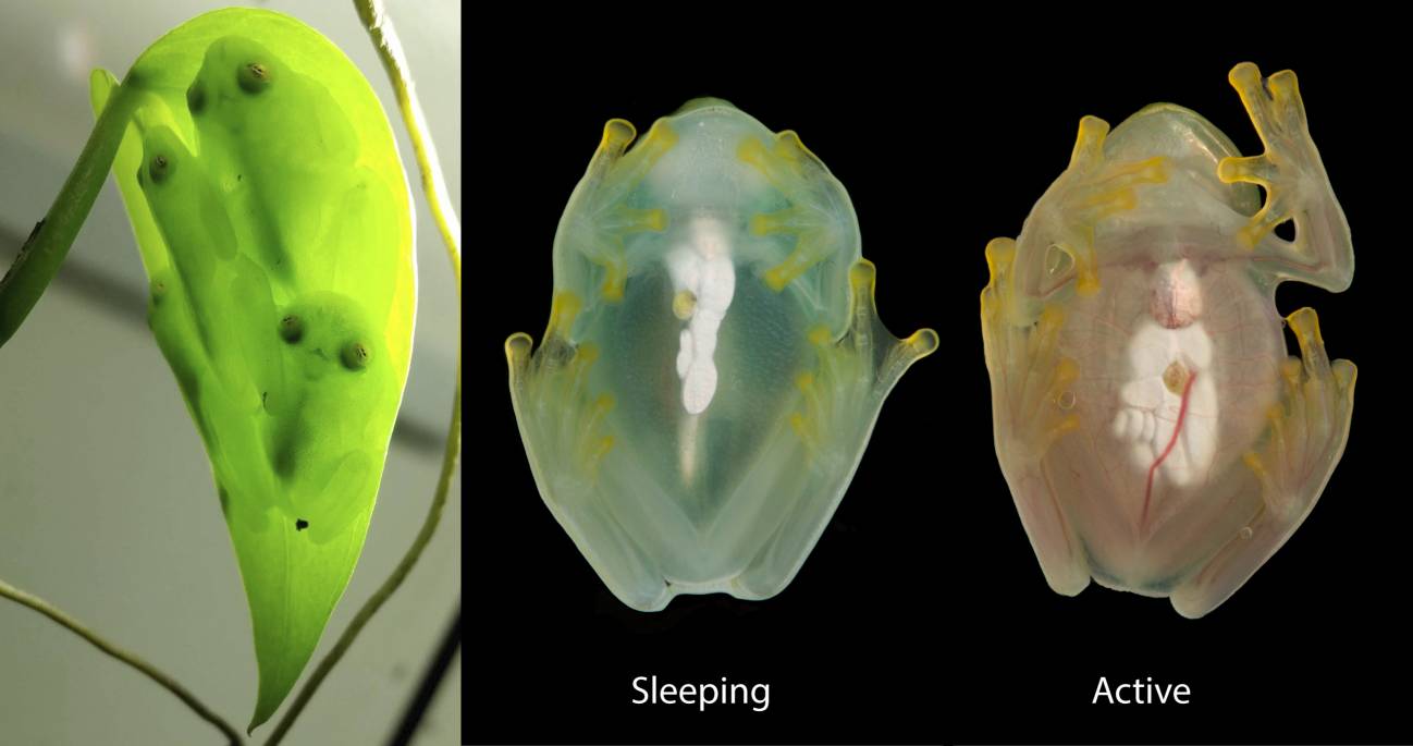Grupo de ranas de cristal durmiendo juntas boca arriba debajo de una hoja (izquierda). Un ejemplar fotografiado durante el sueño (centro) y mientras está activo.