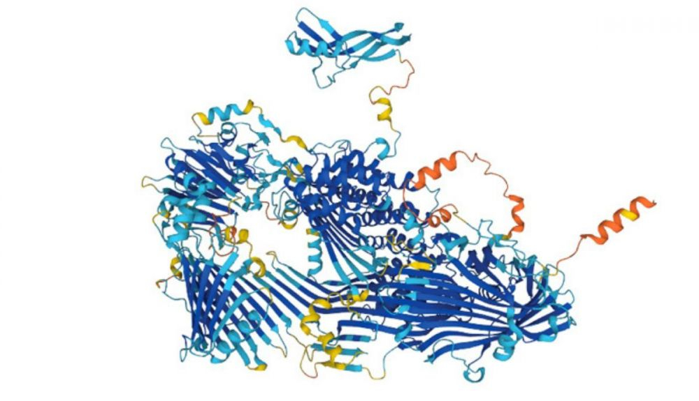 Alphafold predijo esta estructura para una proteína de abeja llamada vitelogenina que ayuda a proteger contra las infecciones bacterianas Alphafold predijo esta estructura para una proteína de abeja llamada vitelogenina que ayuda a proteger contra las infecciones bacterianas