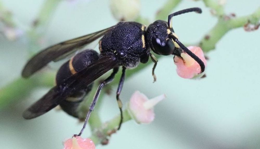 Avispa macho de la especie Anterhynchium gibbifrons