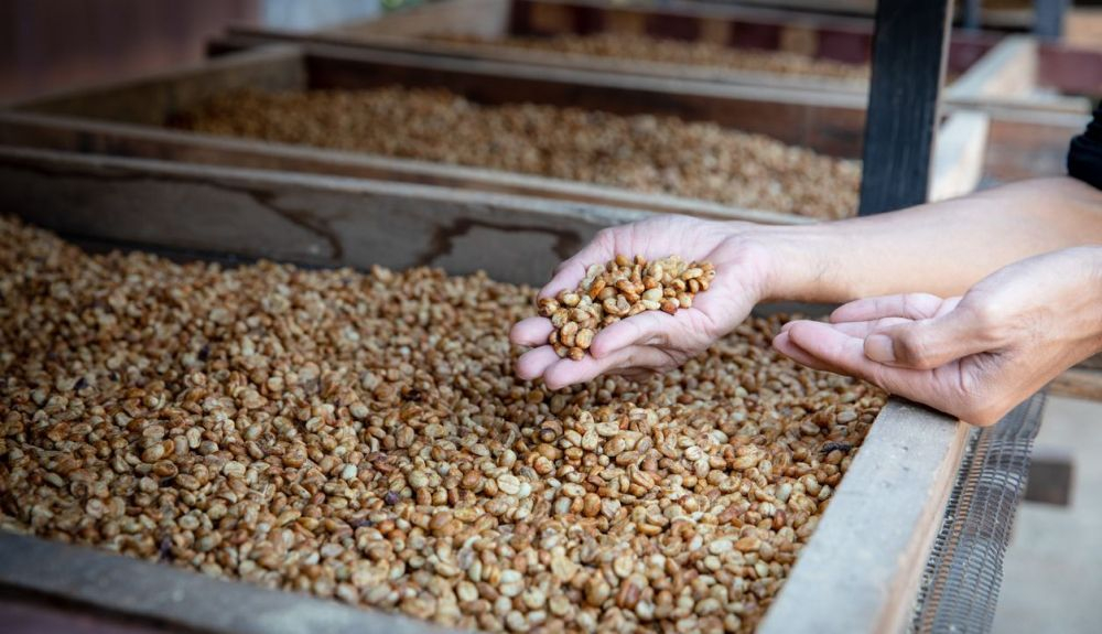 En el viaje del fruto al café que tenemos en nuestras casas, se quedan por el camino numerosos desechos que pueden dañar el suelo.