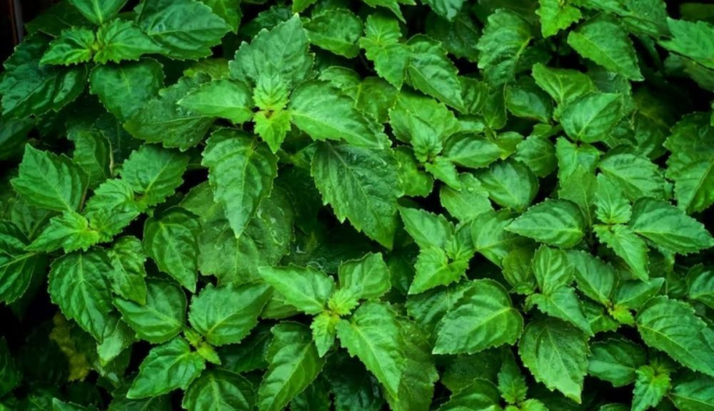 Hojas de la planta Pogostemon cablin de la que se extrae la esencia de pachulí. Hojas de la planta Pogostemon cablin de la que se extrae la esencia de pachulí.