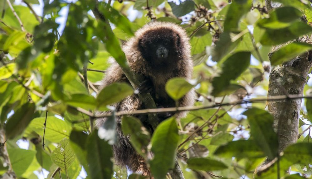 Brasil tiene más primates en peligro de extinción que cualquier otro país de la Tierra. Brasil tiene más primates en peligro de extinción que cualquier otro país de la Tierra.