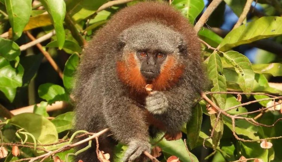 El mono tití de Groves fue descrito en 2019 por un grupo de investigadores en el municipio de Alta Floresta, Mato Grosso, Brasil.