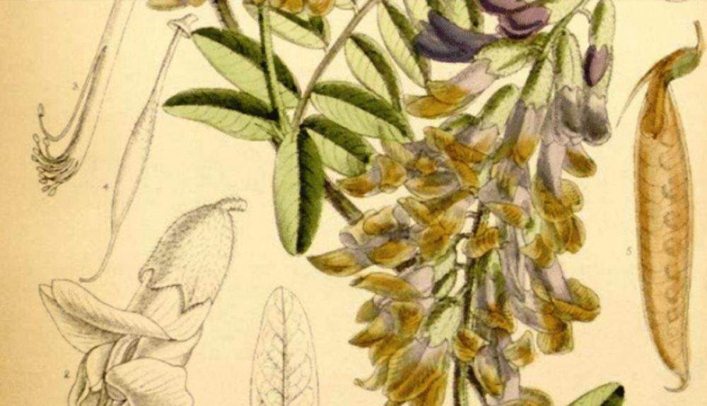 El estudio ha sido publicado en la revista Nature Plants.