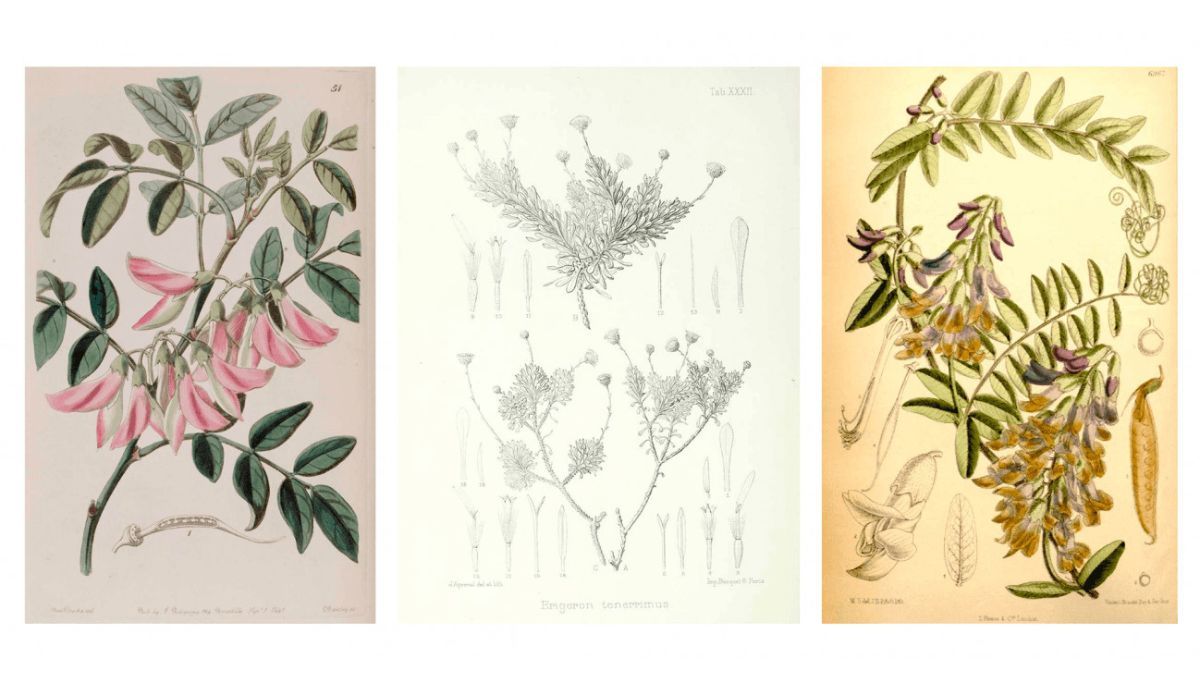 Ilustraciones botánicas de especies de plantas extintas. De izquierda a derecha, Streblorrhiza speciosa, Tetramolopium tenerrimum y Vicia dennesiana.