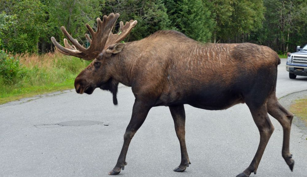 Un alce cruzando una carretera de Alaska.