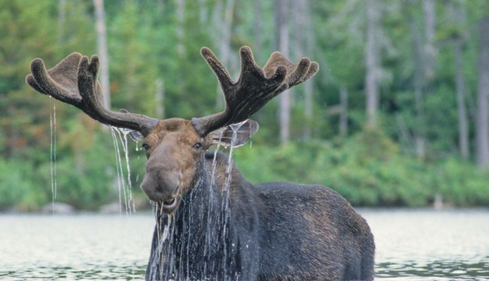 Los alces son buenos nadadores.